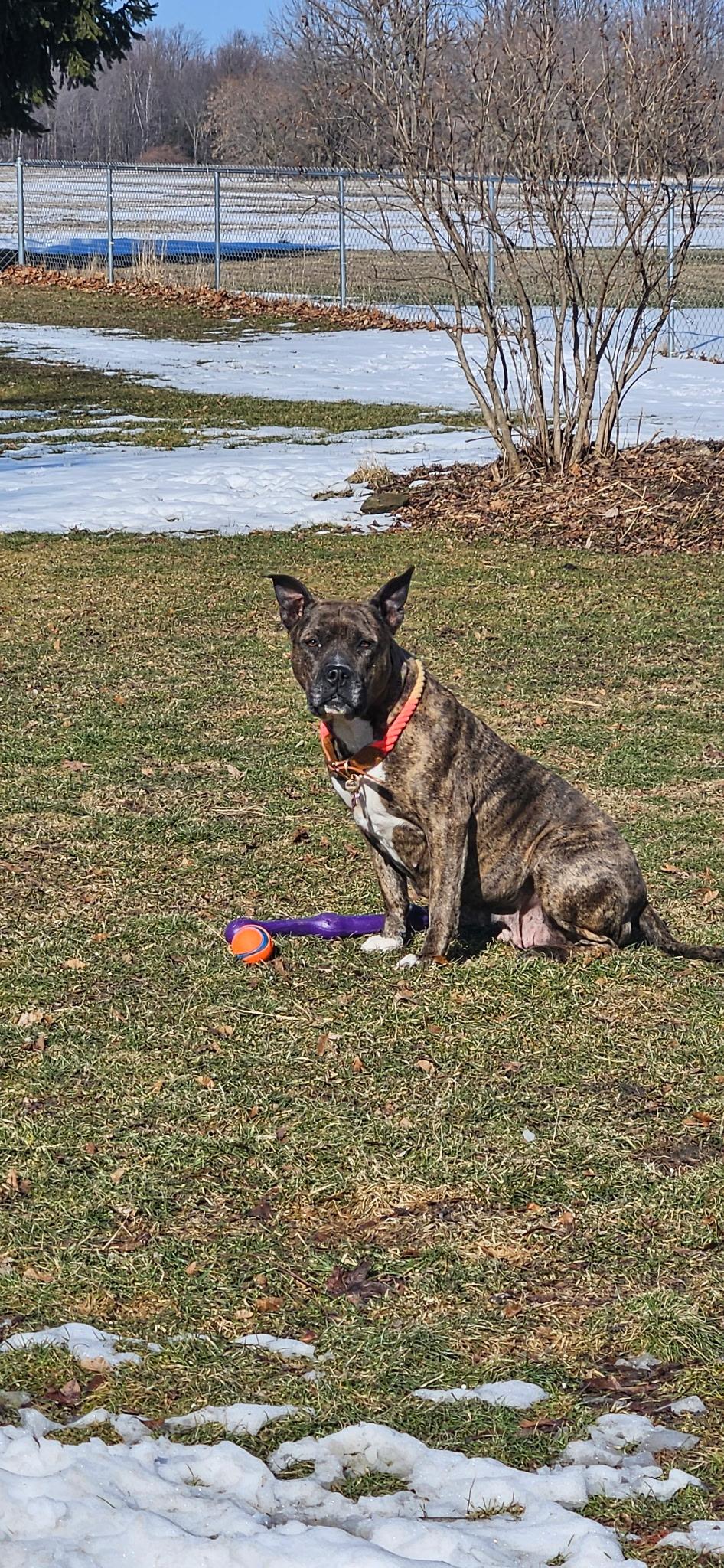 Enlarge Coco, a Adoptable mixed breed in Troy, MI image 6/6