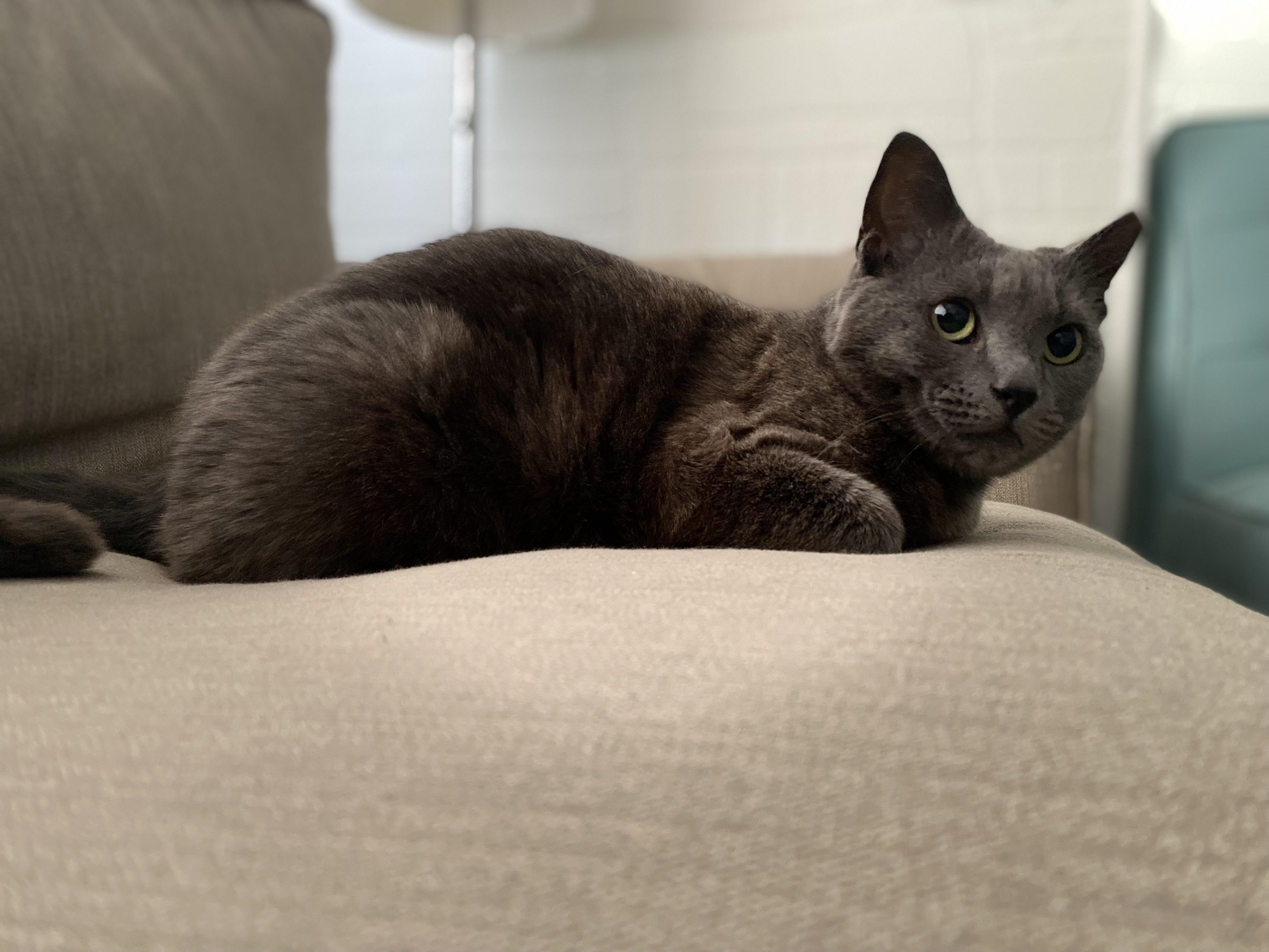 Kiki, a ADOPTABLE Domestic Short Hair in Baltimore, MD image 3/4
