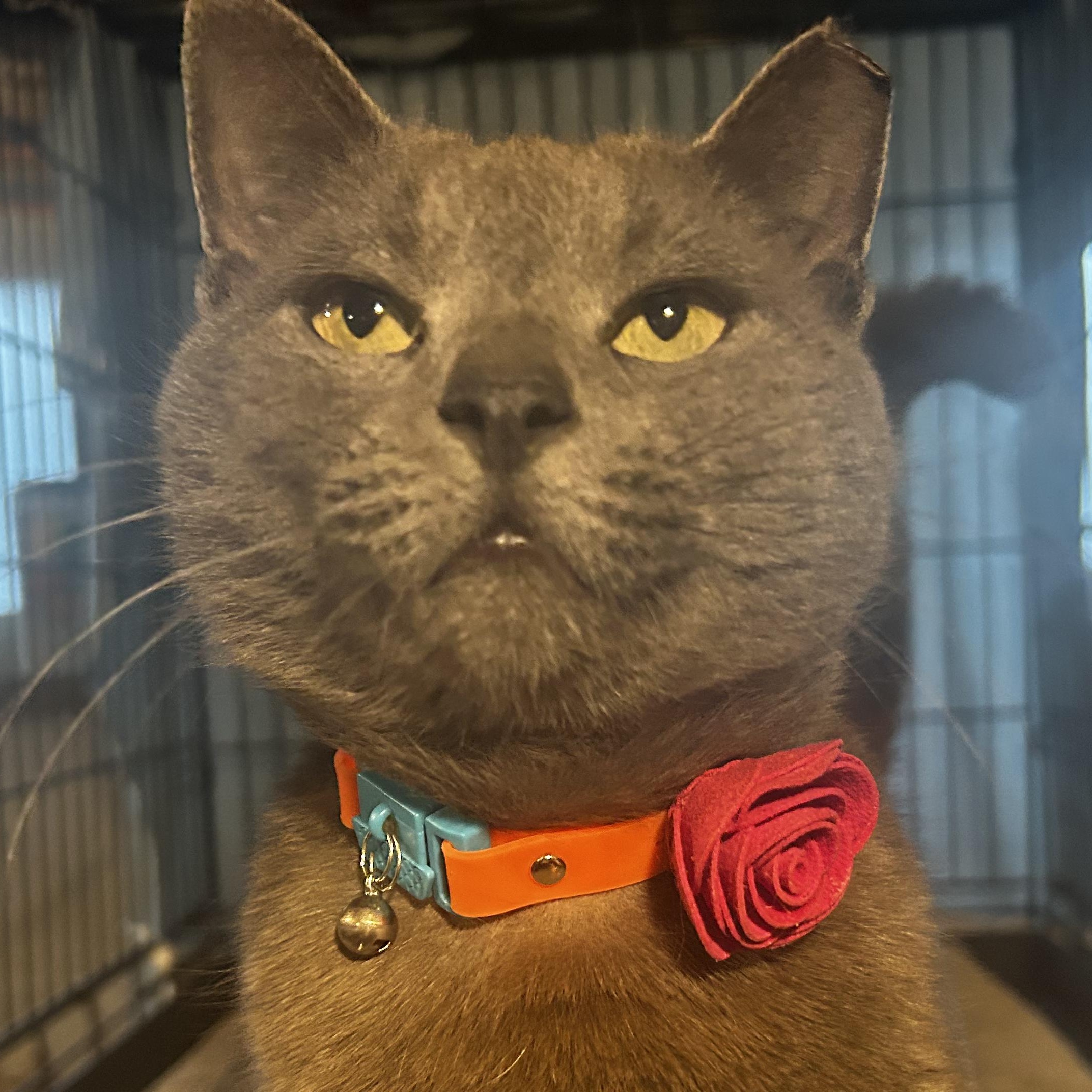 Kiki, ADOPTABLE, Young Female Domestic Short Hair.