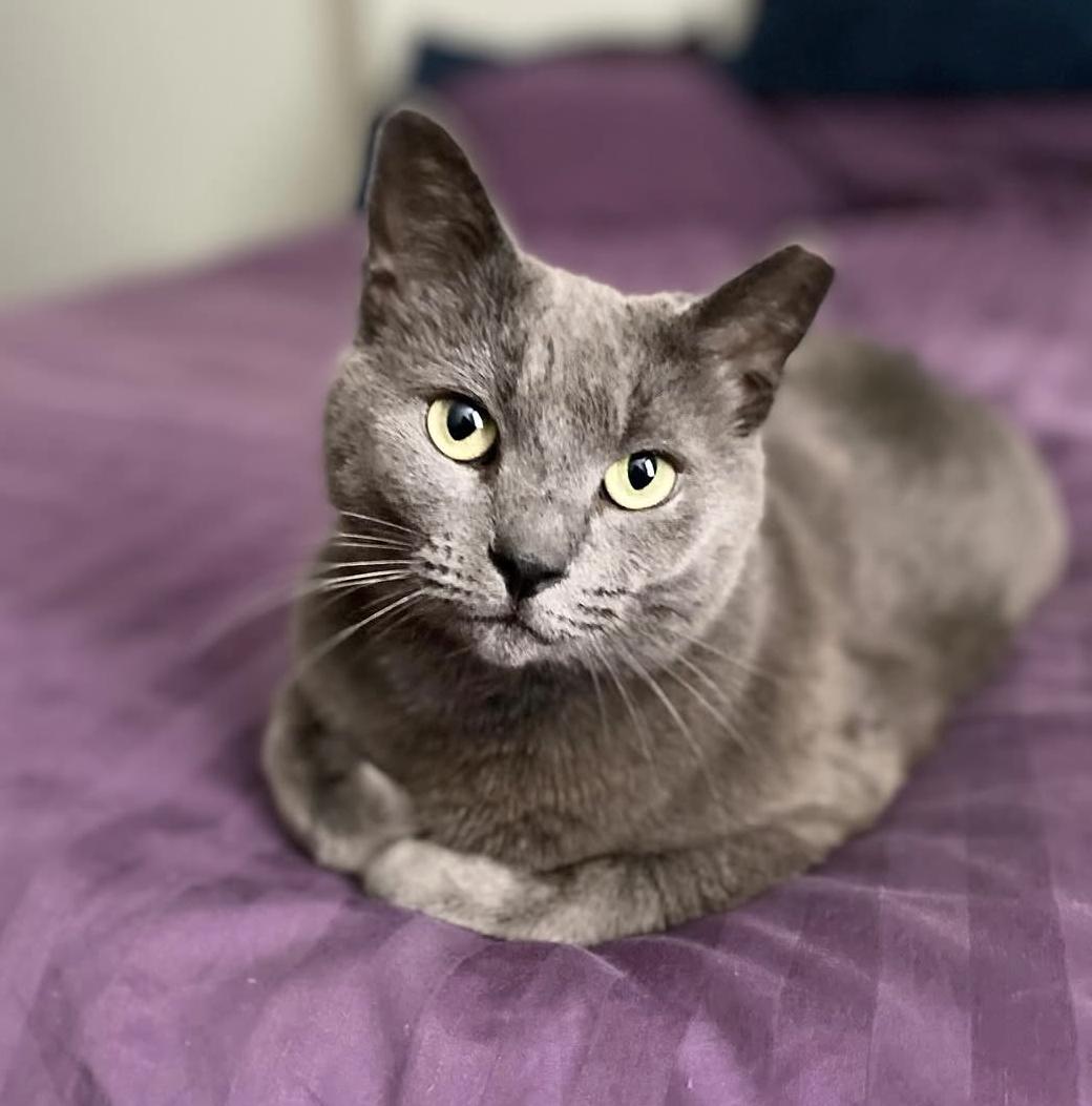Enlarge Kiki, a ADOPTABLE Domestic Short Hair in Baltimore, MD image 1/5