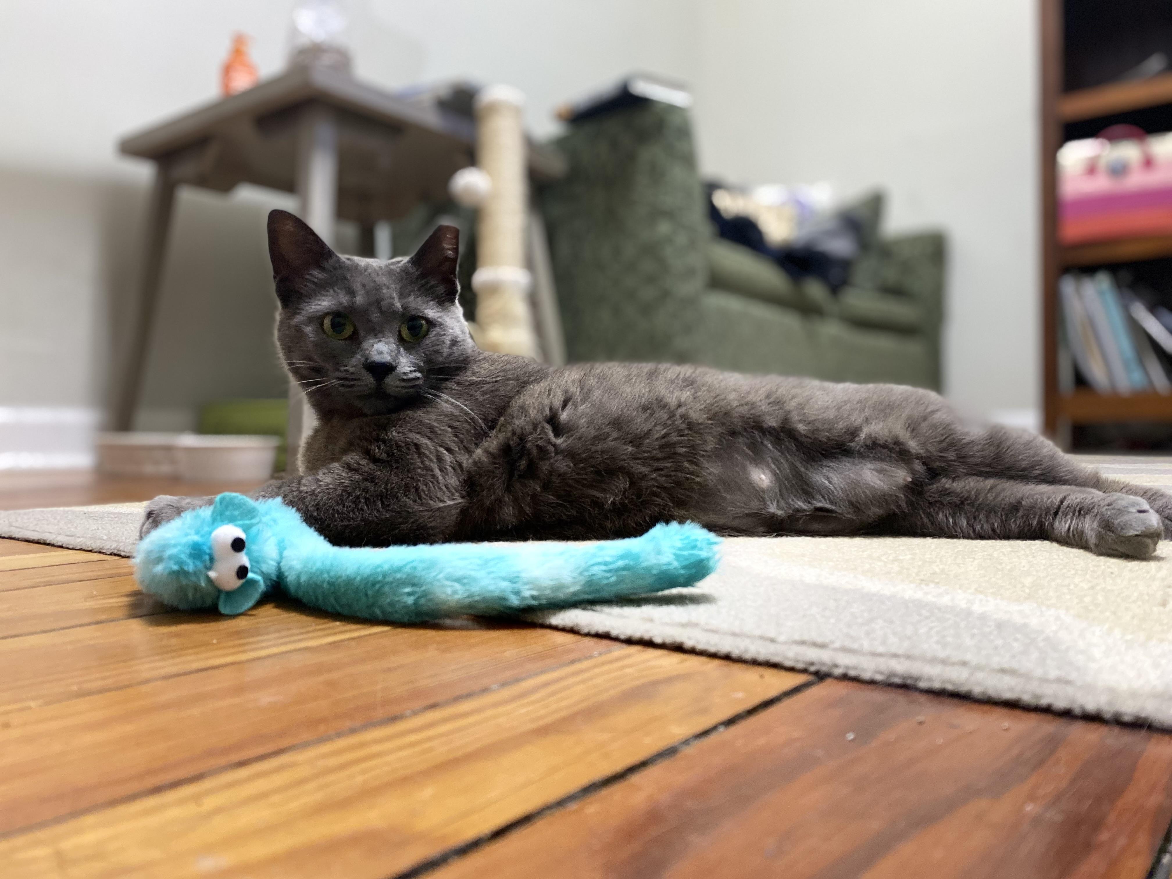 Kiki, a ADOPTABLE Domestic Short Hair in Baltimore, MD image 2/4