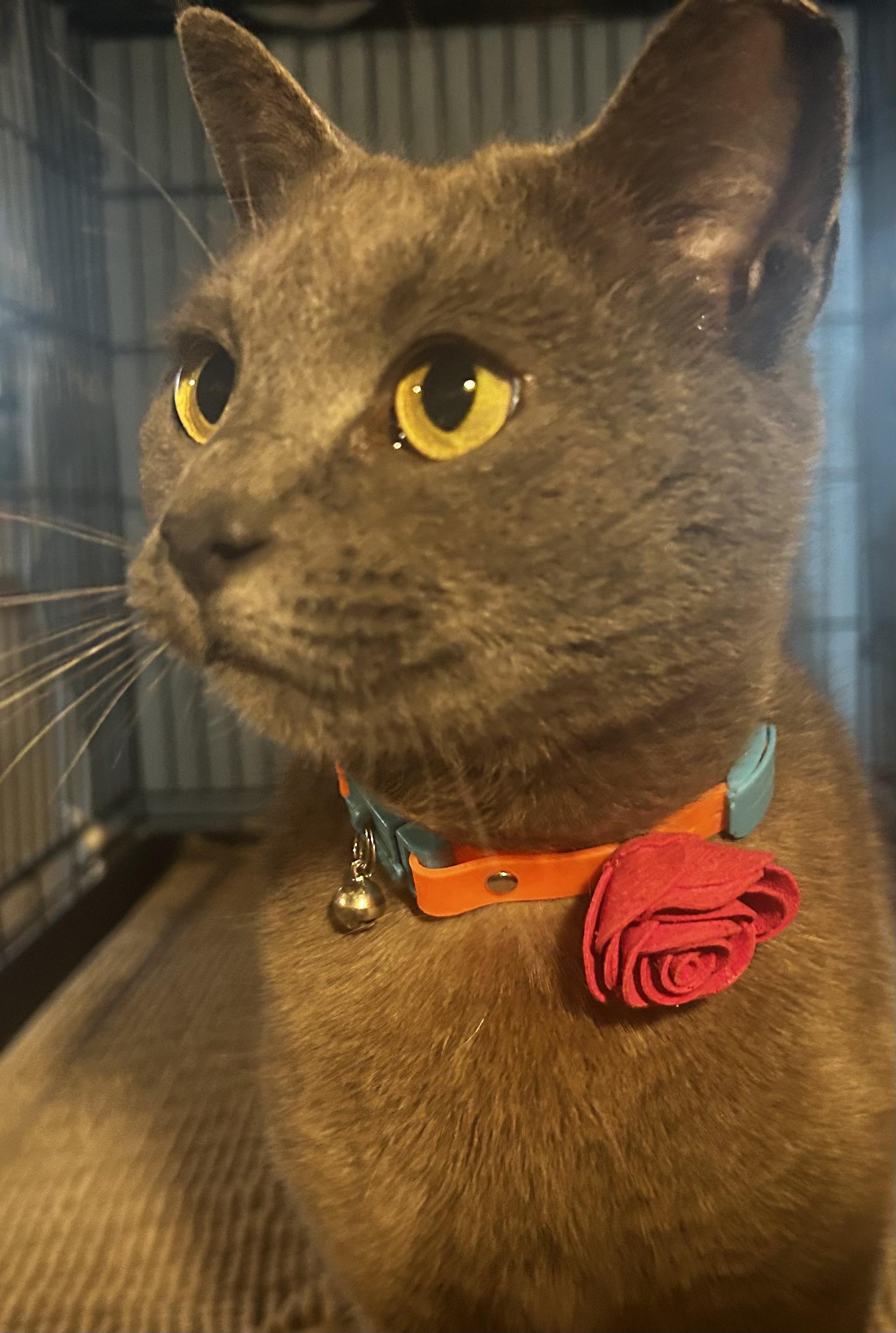 Kiki, a ADOPTABLE Domestic Short Hair in Baltimore, MD image 2/4