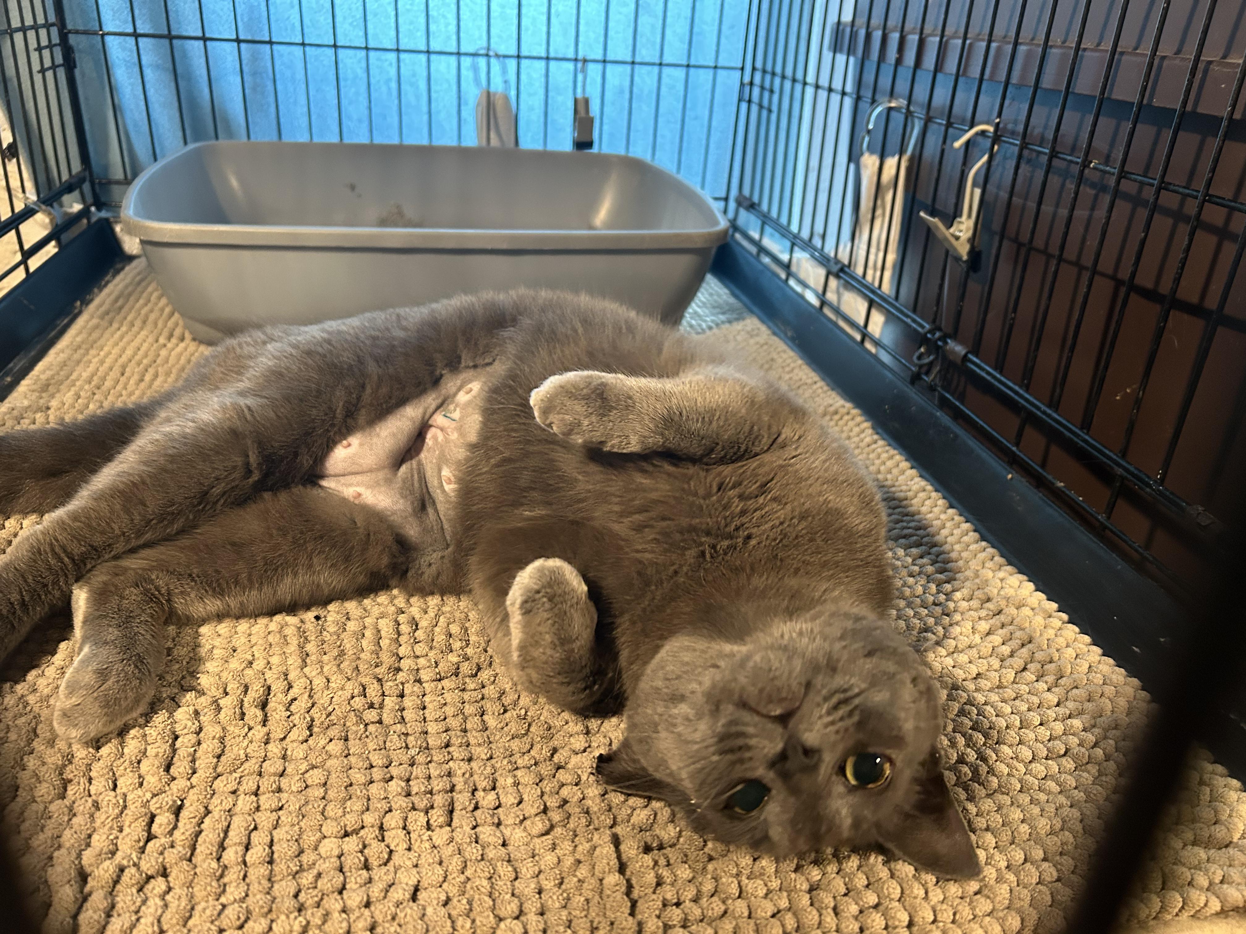 Kiki, a ADOPTABLE Domestic Short Hair in Baltimore, MD image 4/4