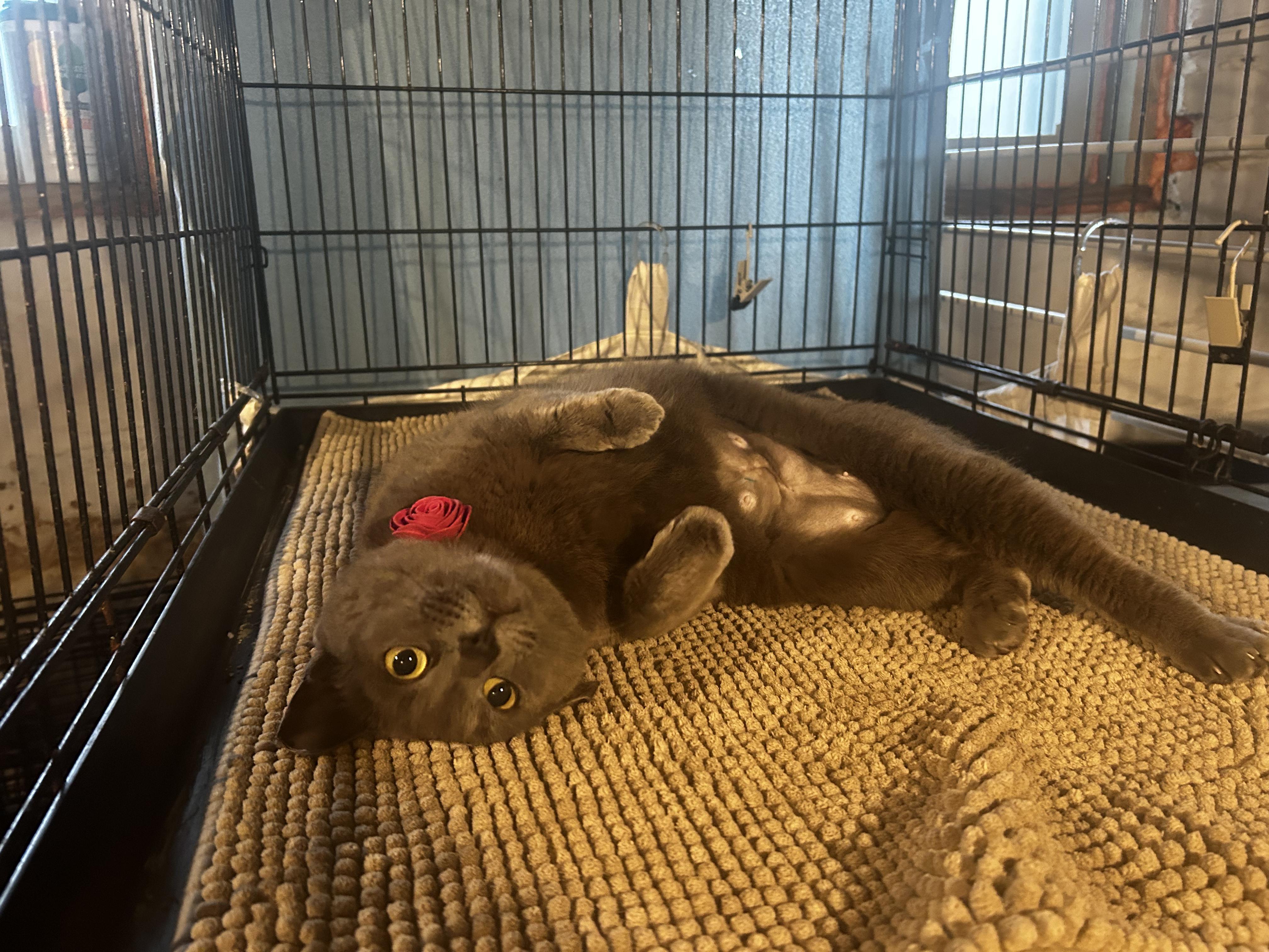 Kiki, a ADOPTABLE Domestic Short Hair in Baltimore, MD image 3/4