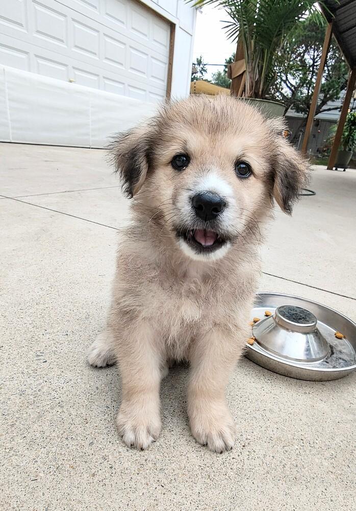 Ted Lasso-Ted Lasso Litter, Adoptable, Puppy Male Mixed Breed.