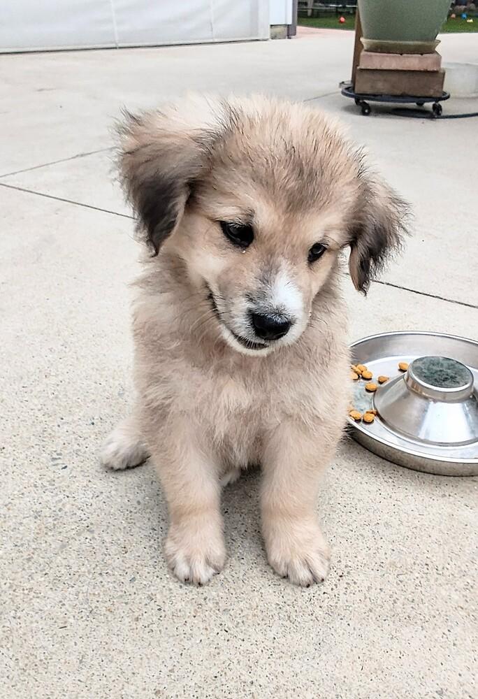 Enlarge Ted Lasso-Ted Lasso Litter, a Adoptable mixed breed in Columbus, OH image 2/2