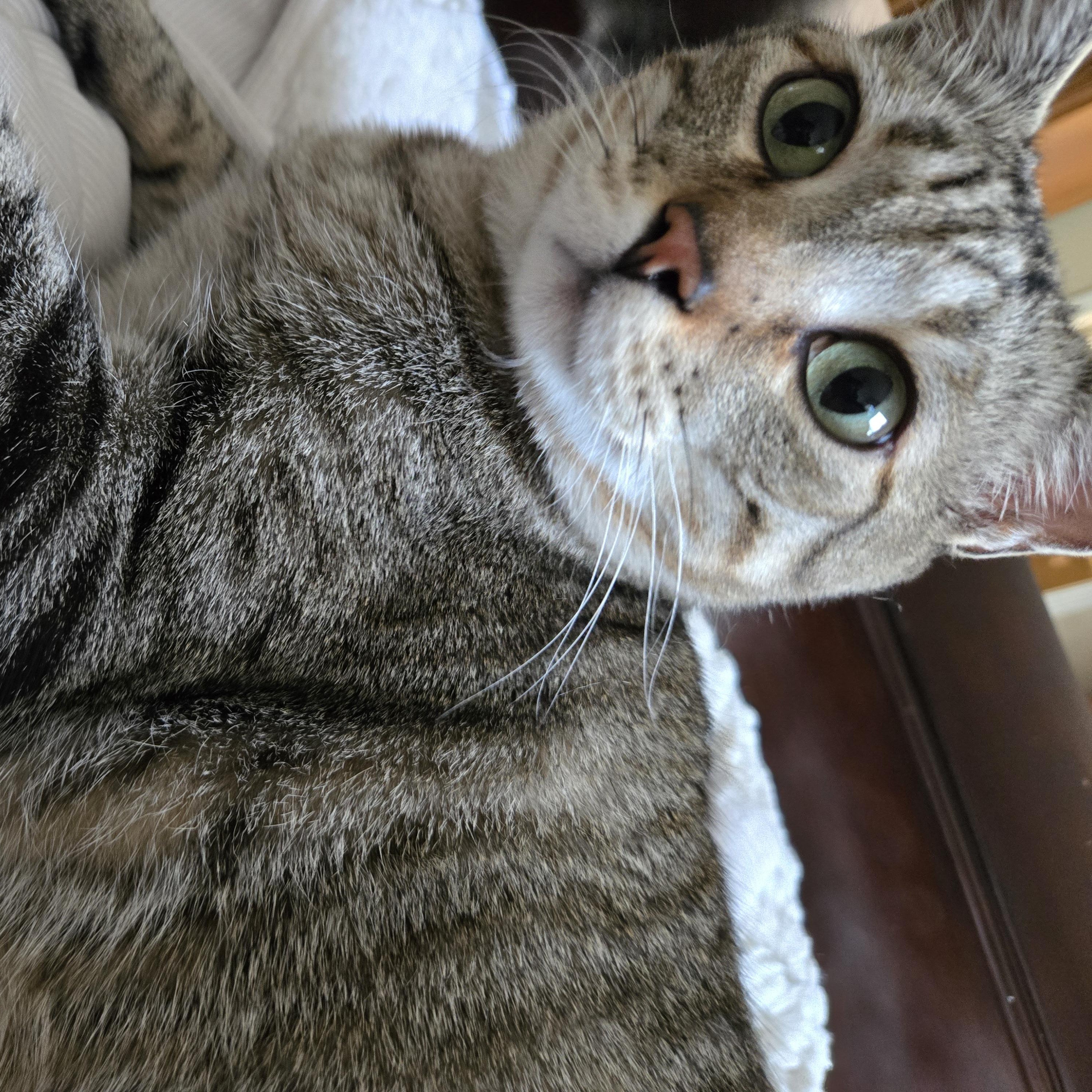 Simba, Adoptable, Adult Male Tabby.