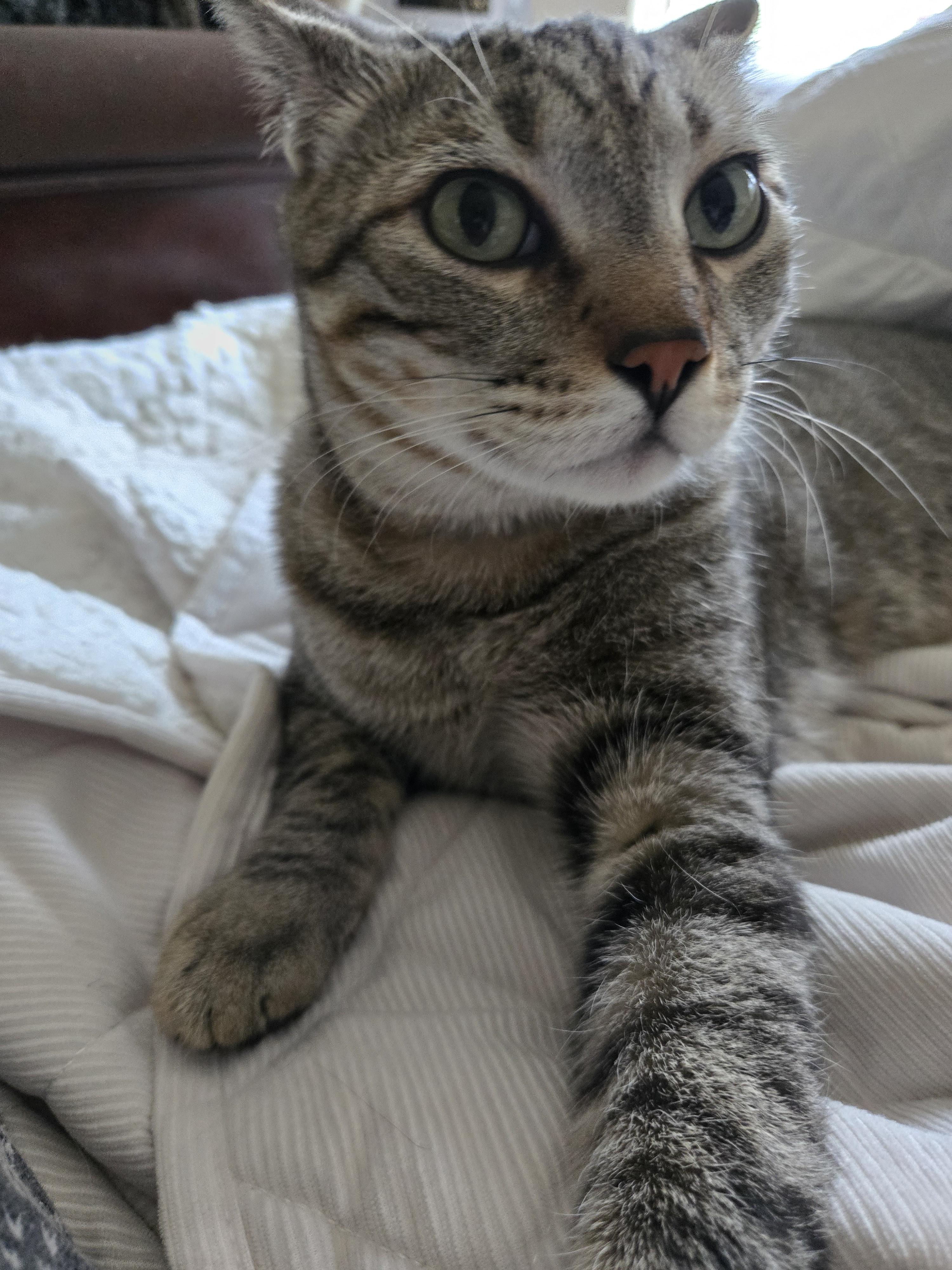 Simba, an adoptable Tabby in Colorado Springs, CO, 80908 | Photo Image 4