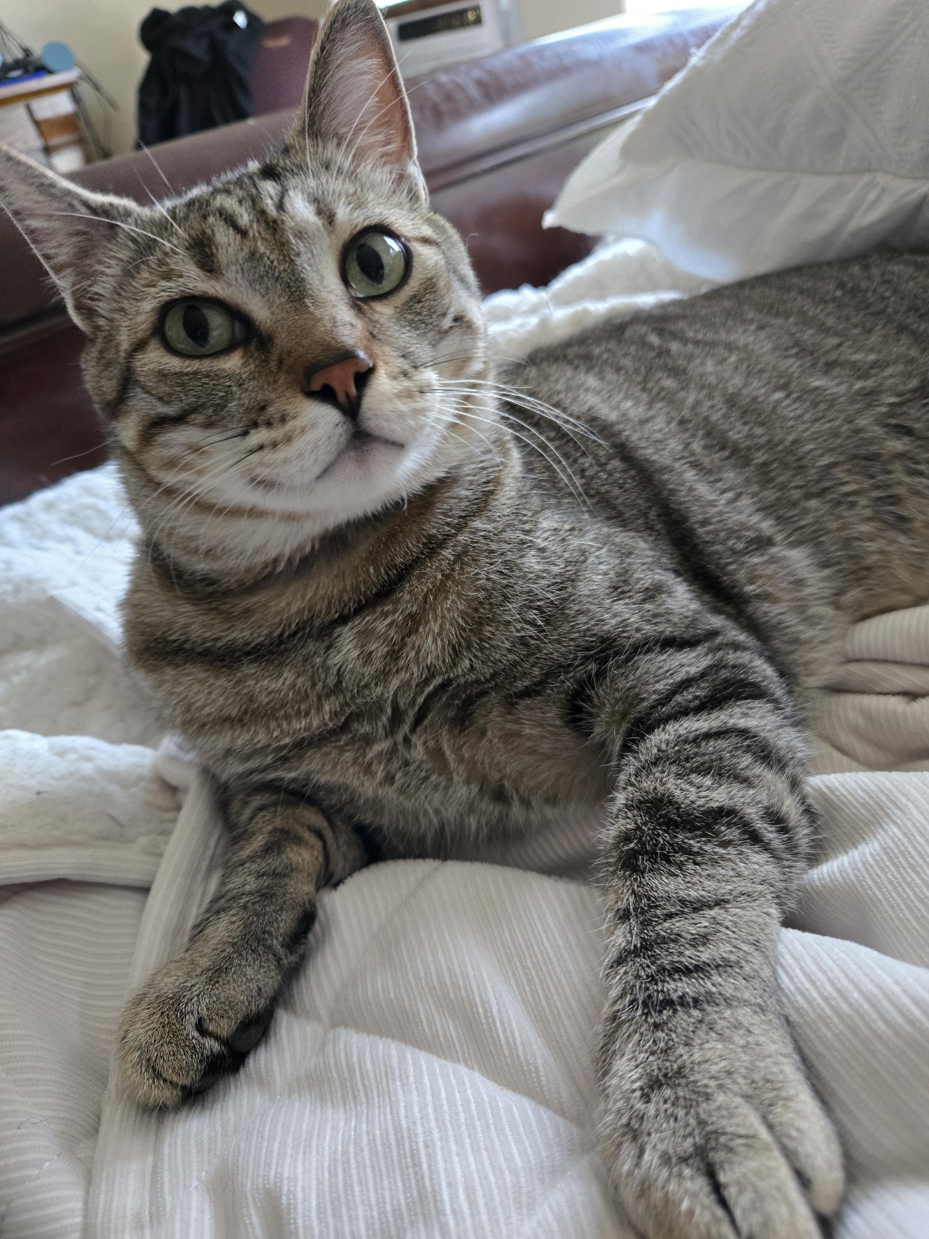 Simba, an adoptable Tabby in Colorado Springs, CO, 80908 | Photo Image 5