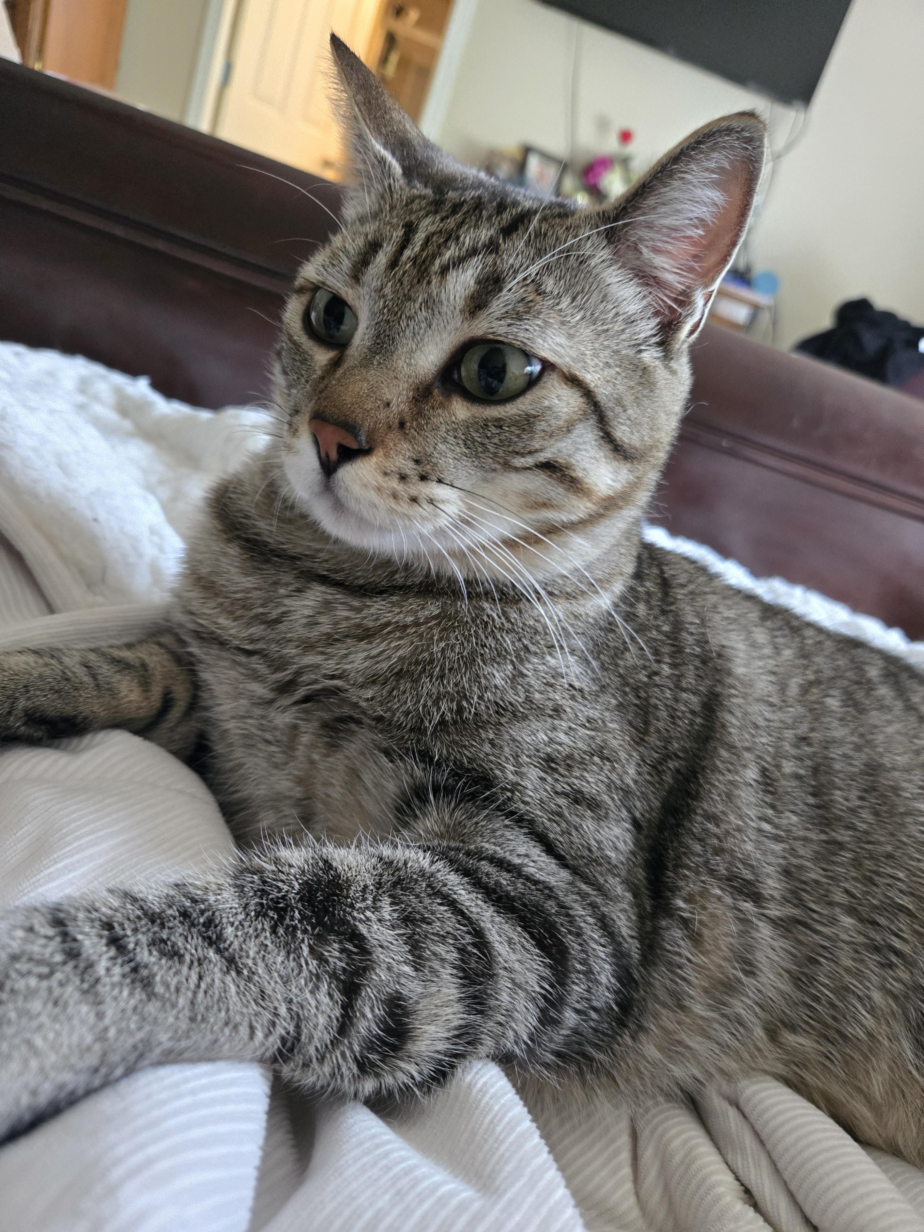 Simba, an adoptable Tabby in Colorado Springs, CO, 80908 | Photo Image 6