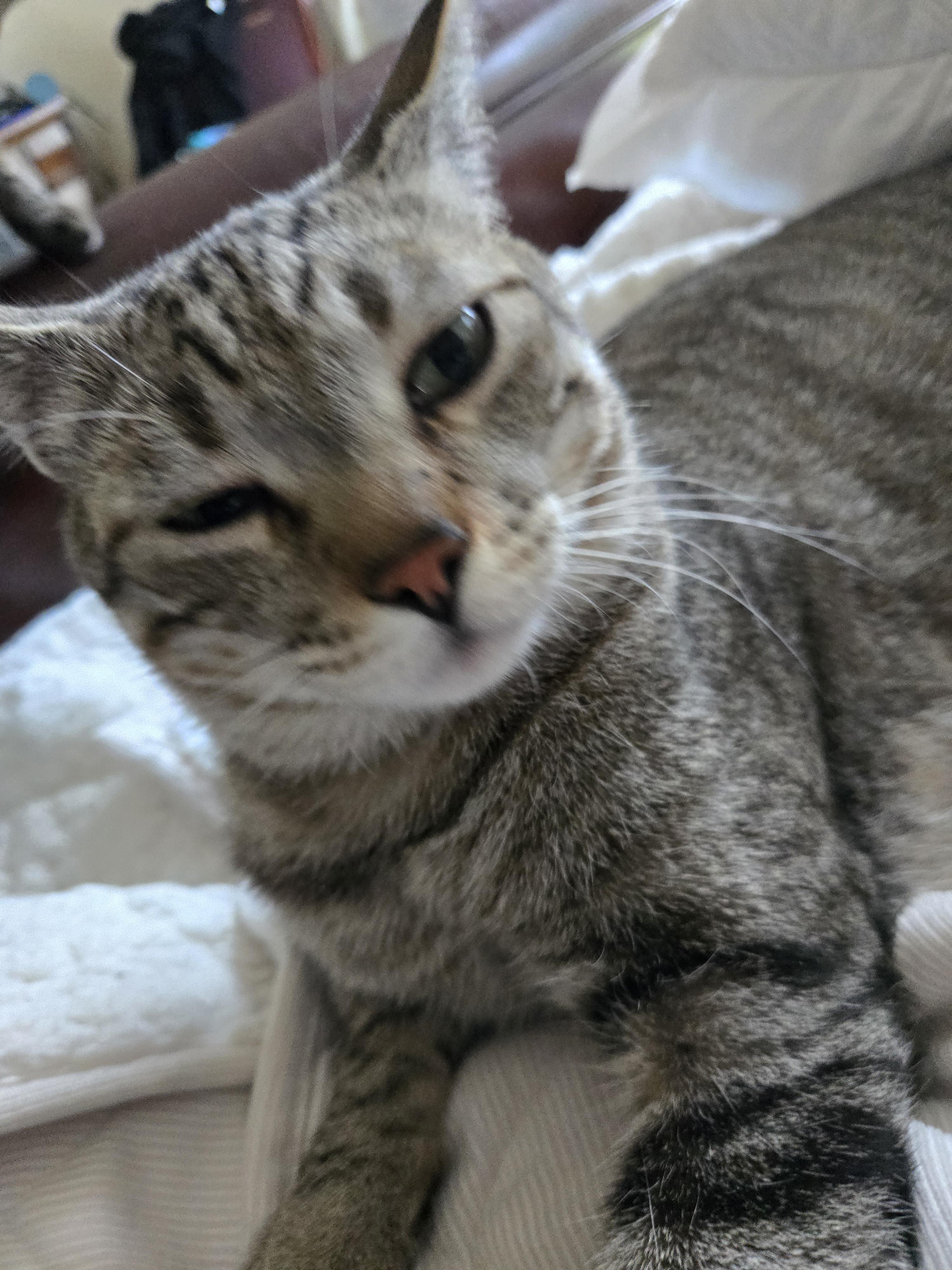 Simba, an adoptable Tabby in Colorado Springs, CO, 80908 | Photo Image 3