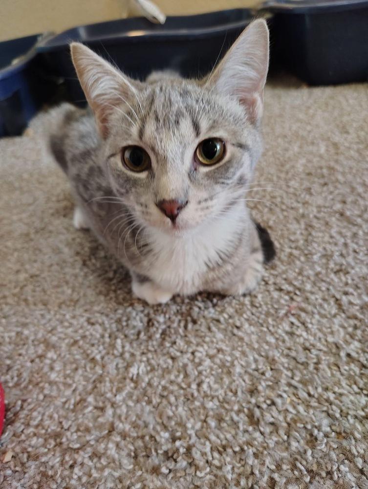 Enlarge Abner, a Adoptable Domestic Short Hair in Blanchard, OK image 2/2