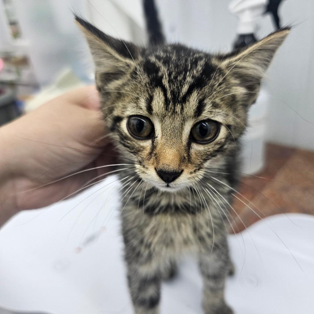Benny, Adoptable, Young Male Domestic Short Hair.