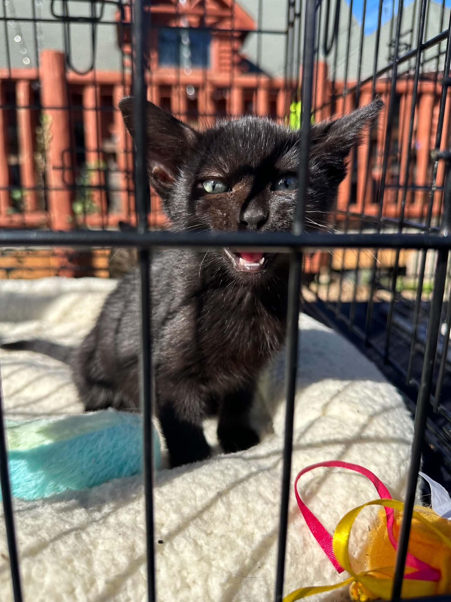 Enlarge Conway Kitty, a Adopted Domestic Short Hair in Crown Point, IN image 3/4