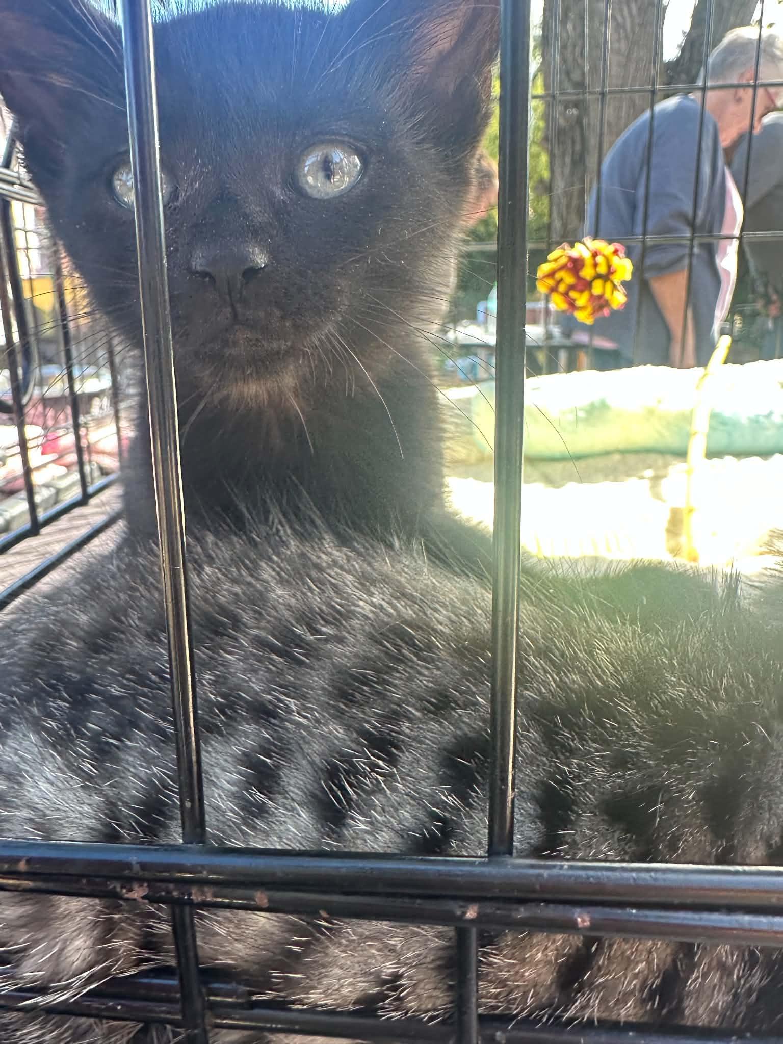 Enlarge Conway Kitty, a Adopted Domestic Short Hair in Crown Point, IN image 4/4
