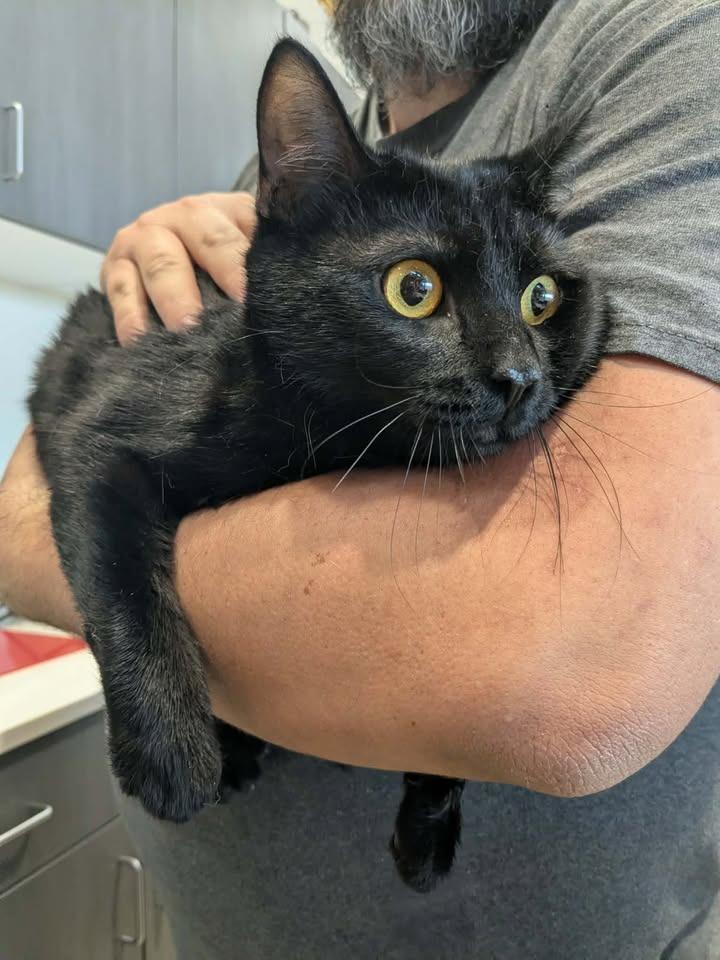 Enlarge Michi, a Adopted mixed breed in Springdale, AR image 1/1