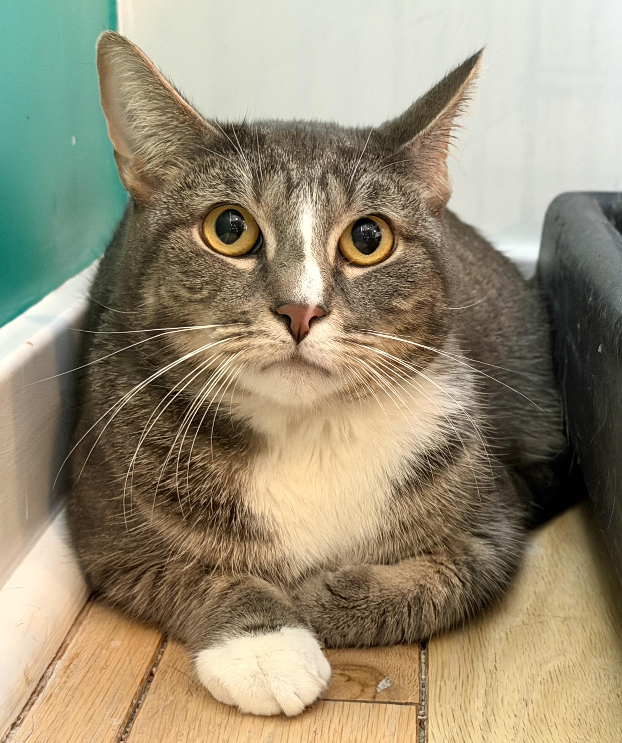 Enlarge Mike, a ADOPTABLE American Shorthair in Hull, MA image 1/4