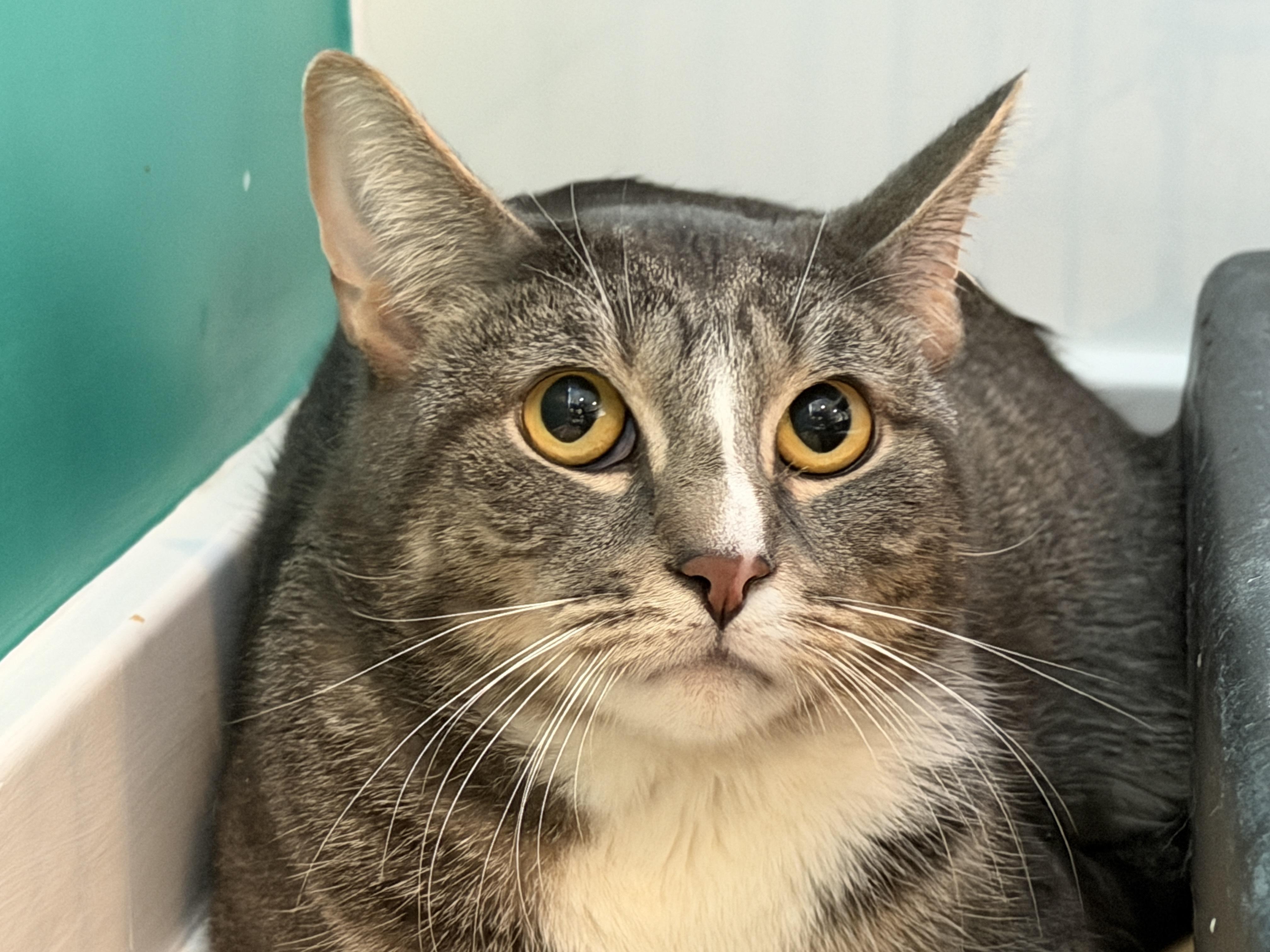 Enlarge Mike, a ADOPTABLE American Shorthair in Hull, MA image 2/4