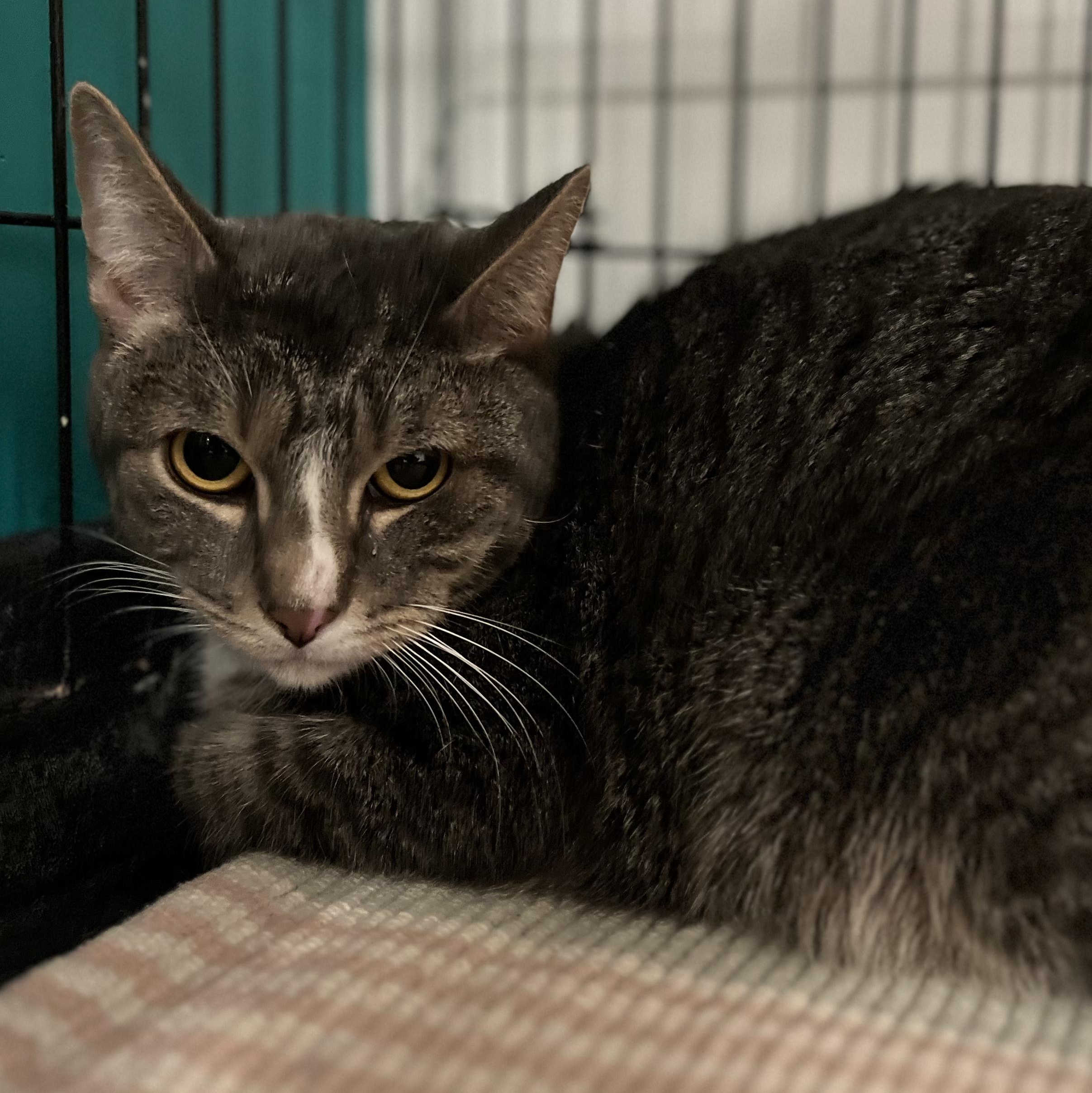 Enlarge Mike, a ADOPTABLE American Shorthair in Hull, MA image 4/4