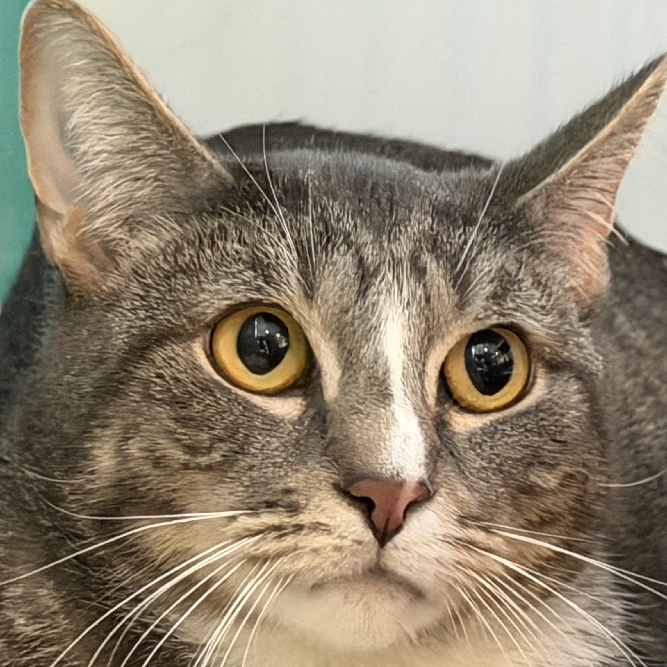 Enlarge Mike, a ADOPTABLE American Shorthair in Hull, MA image 3/4