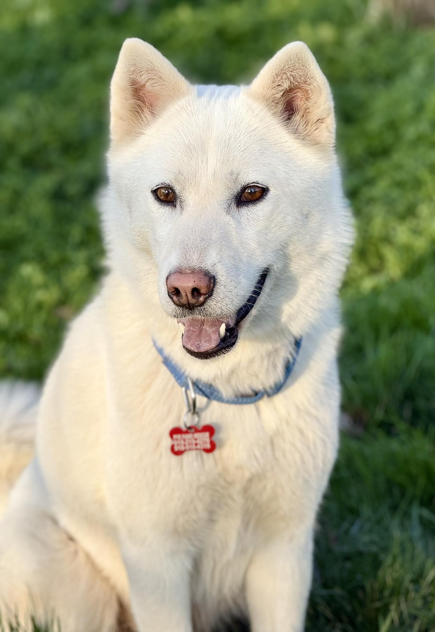 Enlarge Willow Woofington , a ADOPTABLE mixed breed in Kiowa, OK image 3/6