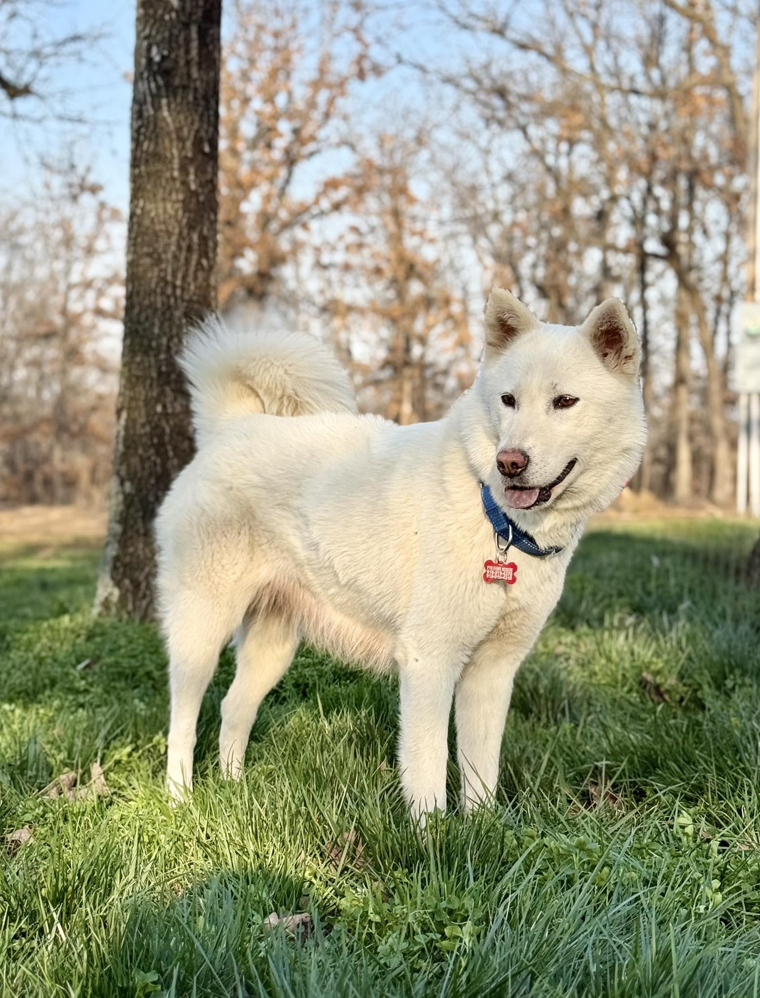 Enlarge Willow Woofington , a ADOPTABLE mixed breed in Kiowa, OK image 5/6