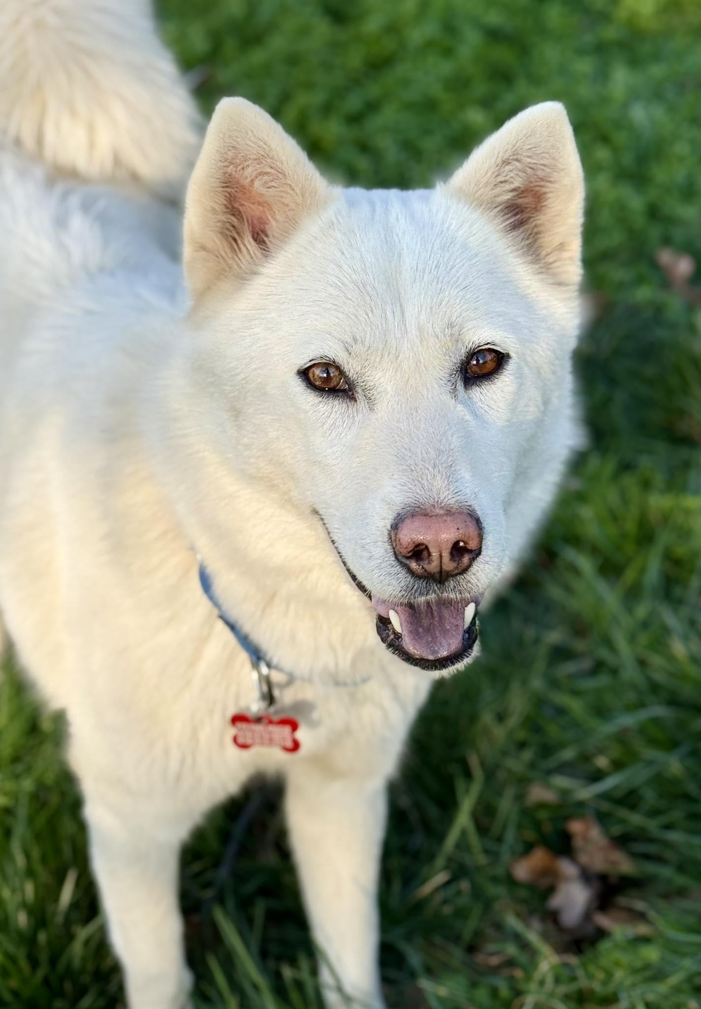 Enlarge Willow Woofington , a ADOPTABLE mixed breed in Kiowa, OK image 6/6