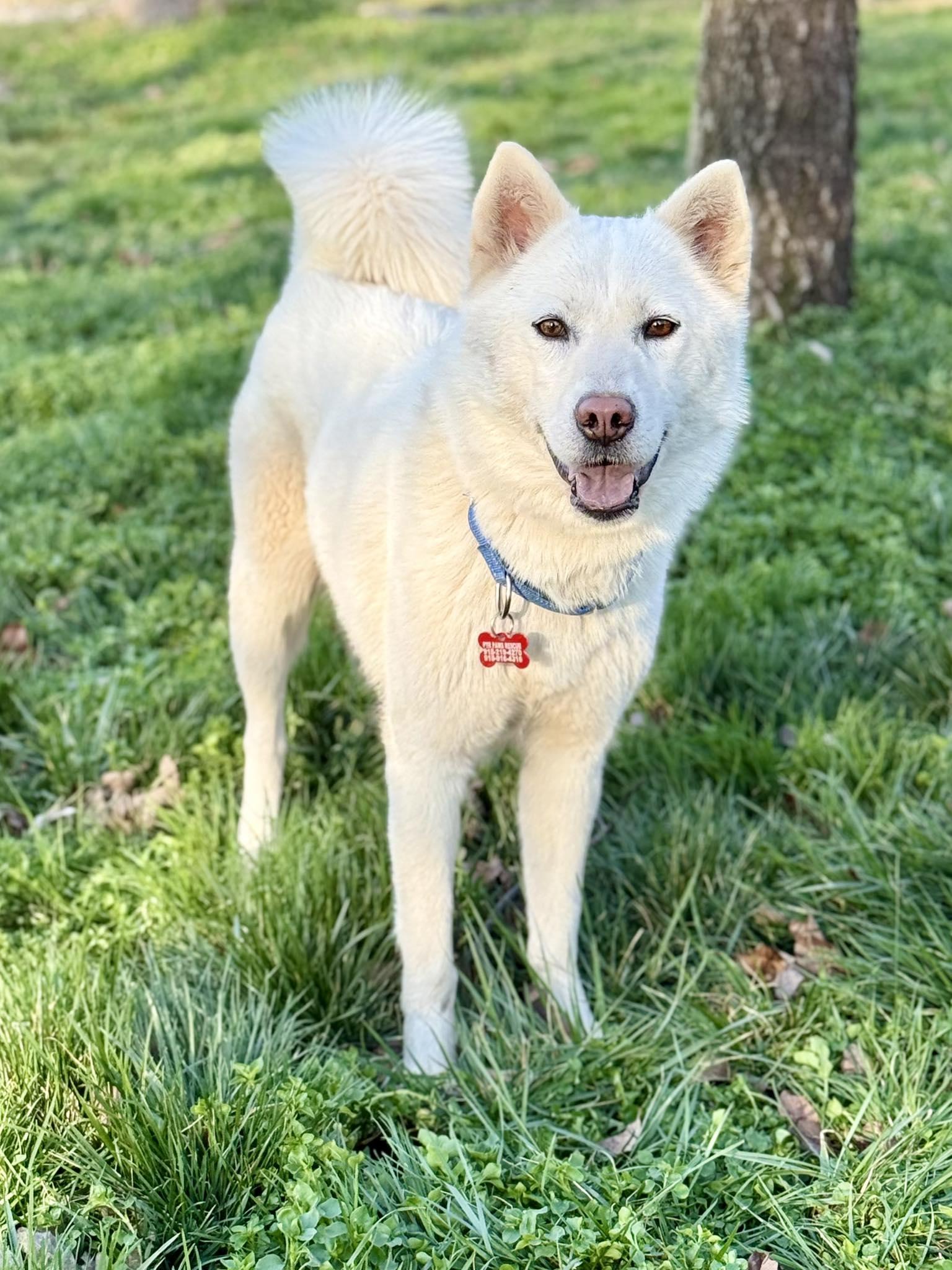 Enlarge Willow Woofington , a ADOPTABLE mixed breed in Kiowa, OK image 4/6