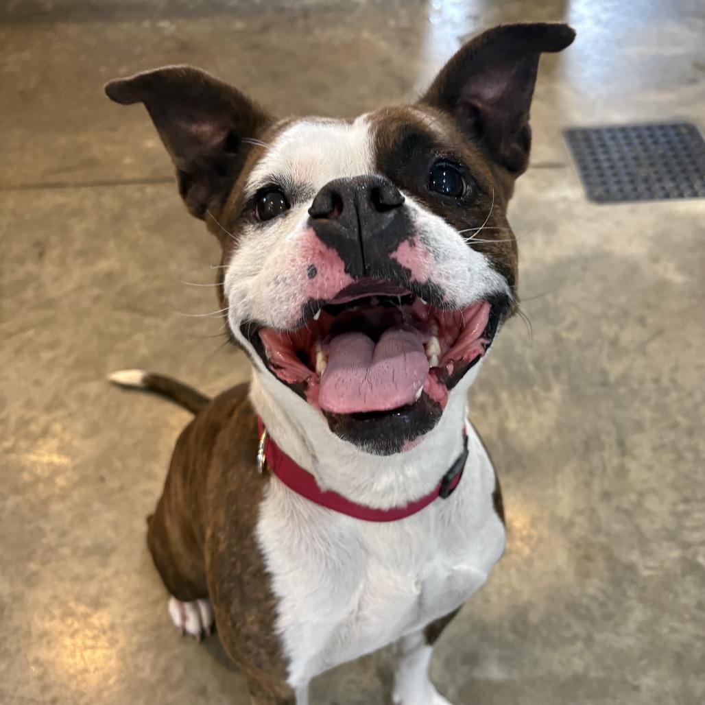 Hazelnut, Adoptable, Adult Female Mixed Breed.