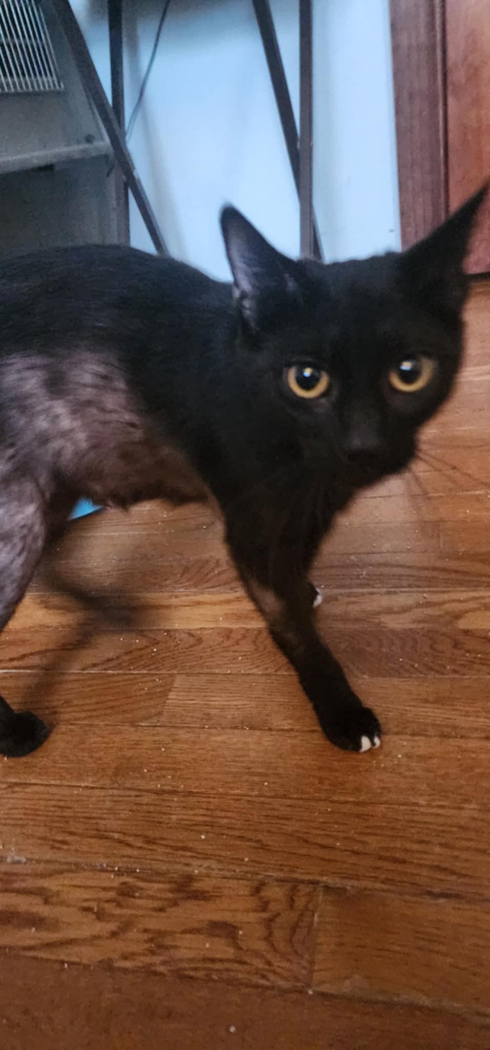 Enlarge Mama Abby, a Adoptable Domestic Short Hair in Lacona, NY image 3/4