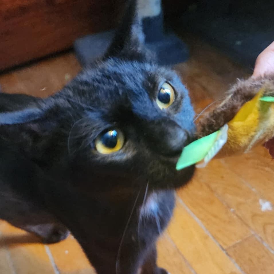 Enlarge Mama Abby, a Adoptable Domestic Short Hair in Lacona, NY image 2/4