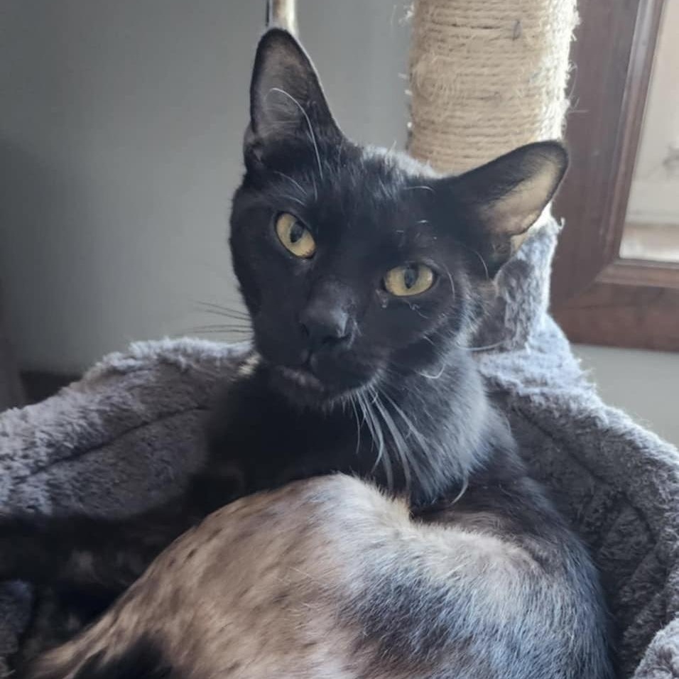 Enlarge Mama Abby, a Adoptable Domestic Short Hair in Lacona, NY image 1/4