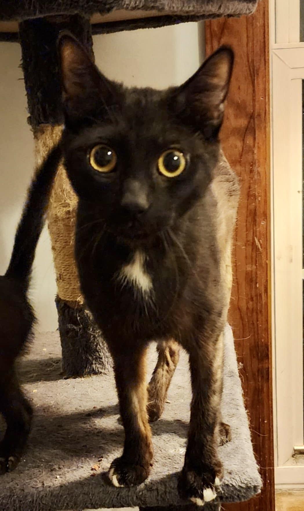 Enlarge Mama Abby, a Adoptable Domestic Short Hair in Lacona, NY image 4/4