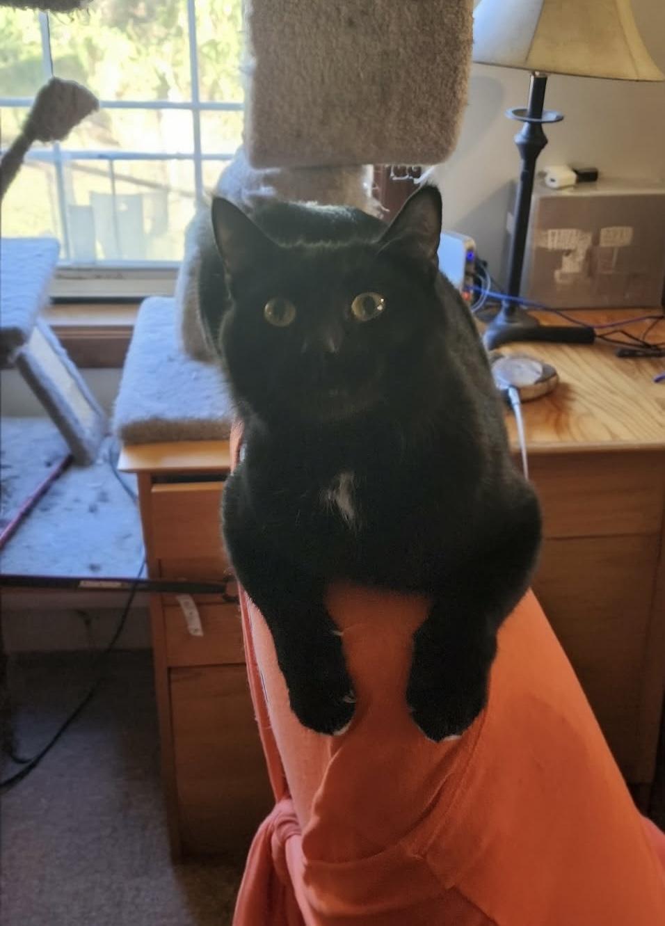 Enlarge Mama Abby, a Adoptable Domestic Short Hair in Lacona, NY image 1/6