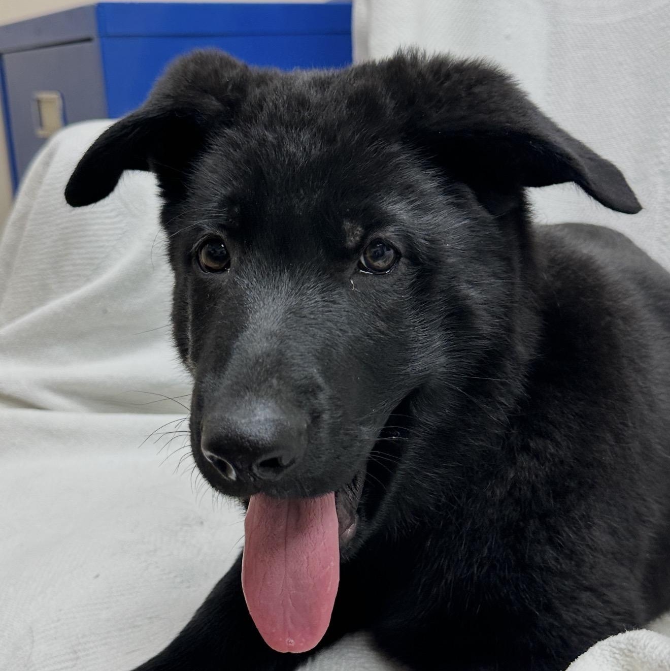 Ben, an adopted German Shepherd Dog in Malvern, PA image 4/4
