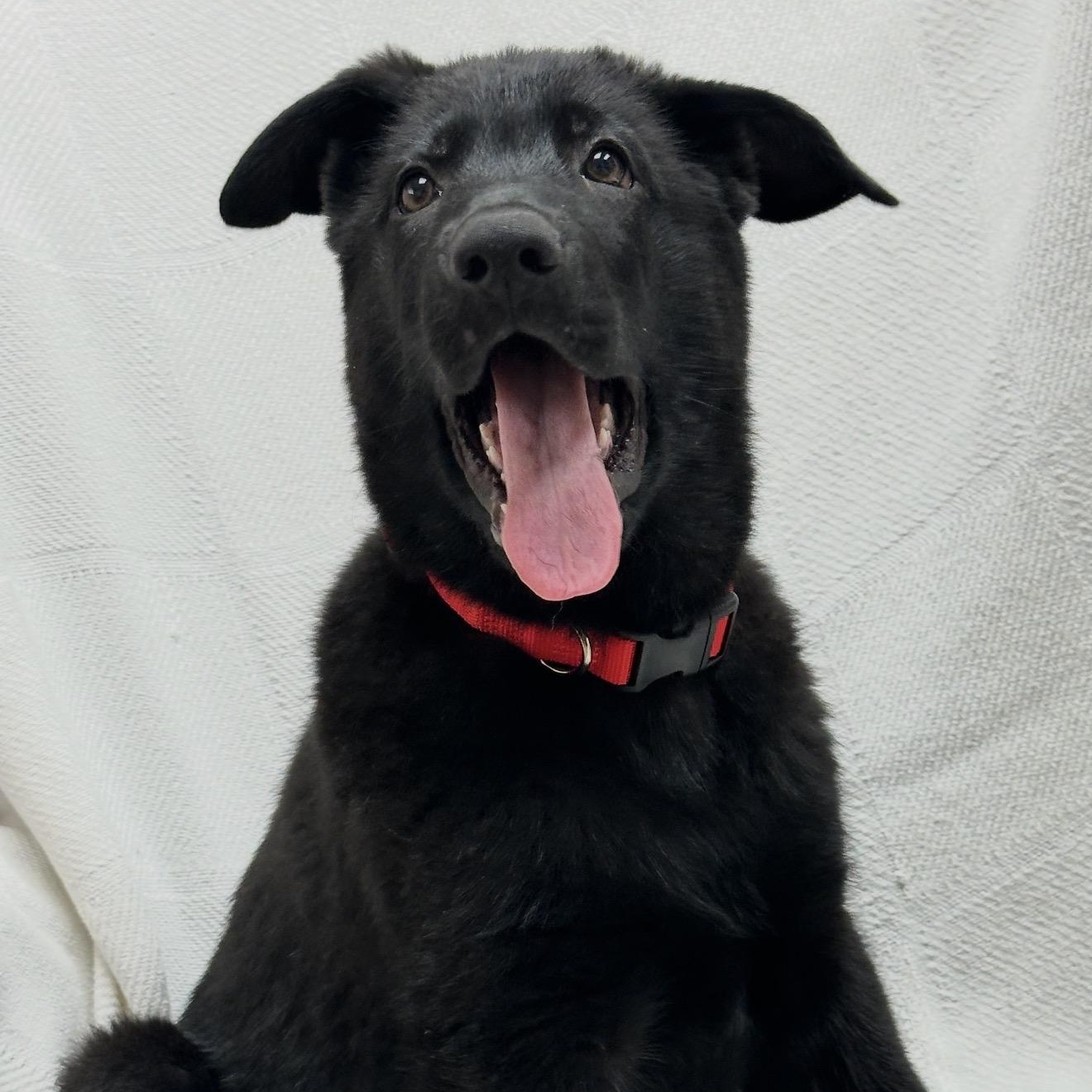 Ben, an adopted German Shepherd Dog in Malvern, PA image 3/4