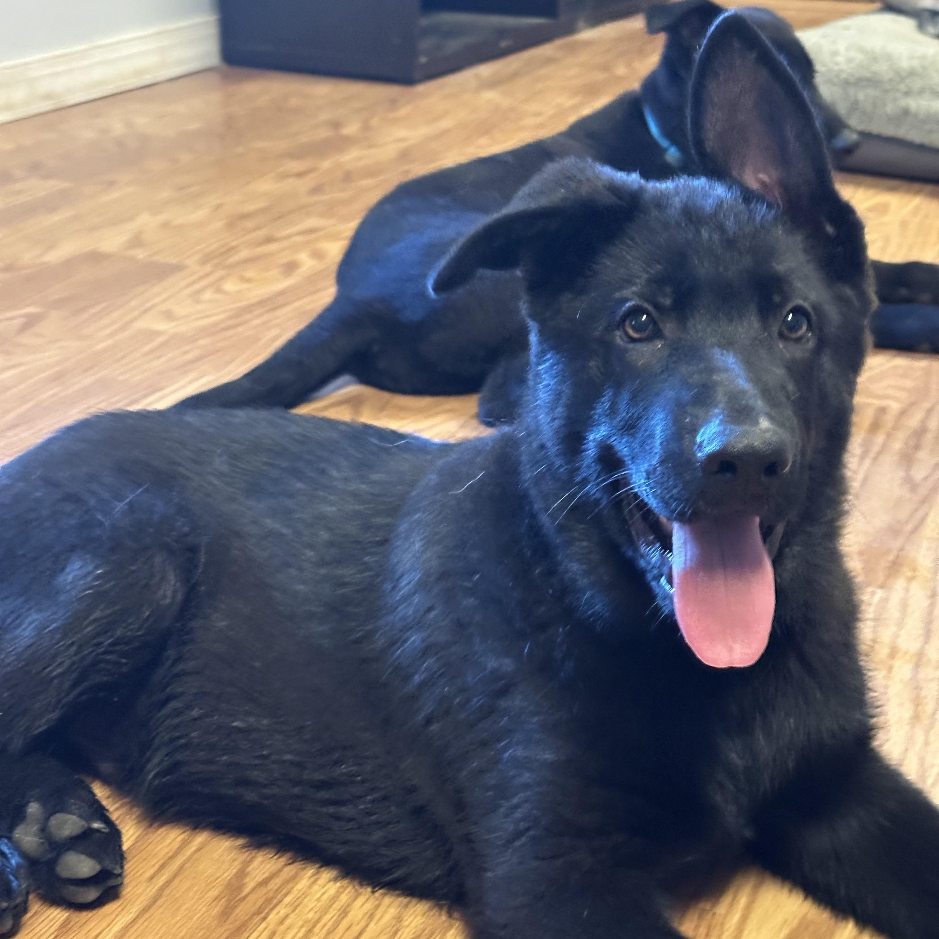 Ben, an adopted German Shepherd Dog in Malvern, PA image 2/4