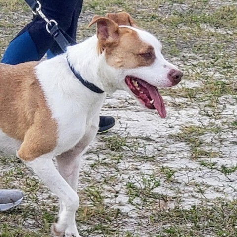 Buddy AKA Spruce, an adoptable Labrador Retriever in LOXAHATCHEE, FL, 33470 | Photo Image 3