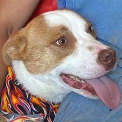 Buddy AKA Spruce, an adoptable Labrador Retriever in LOXAHATCHEE, FL, 33470 | Photo Image 2