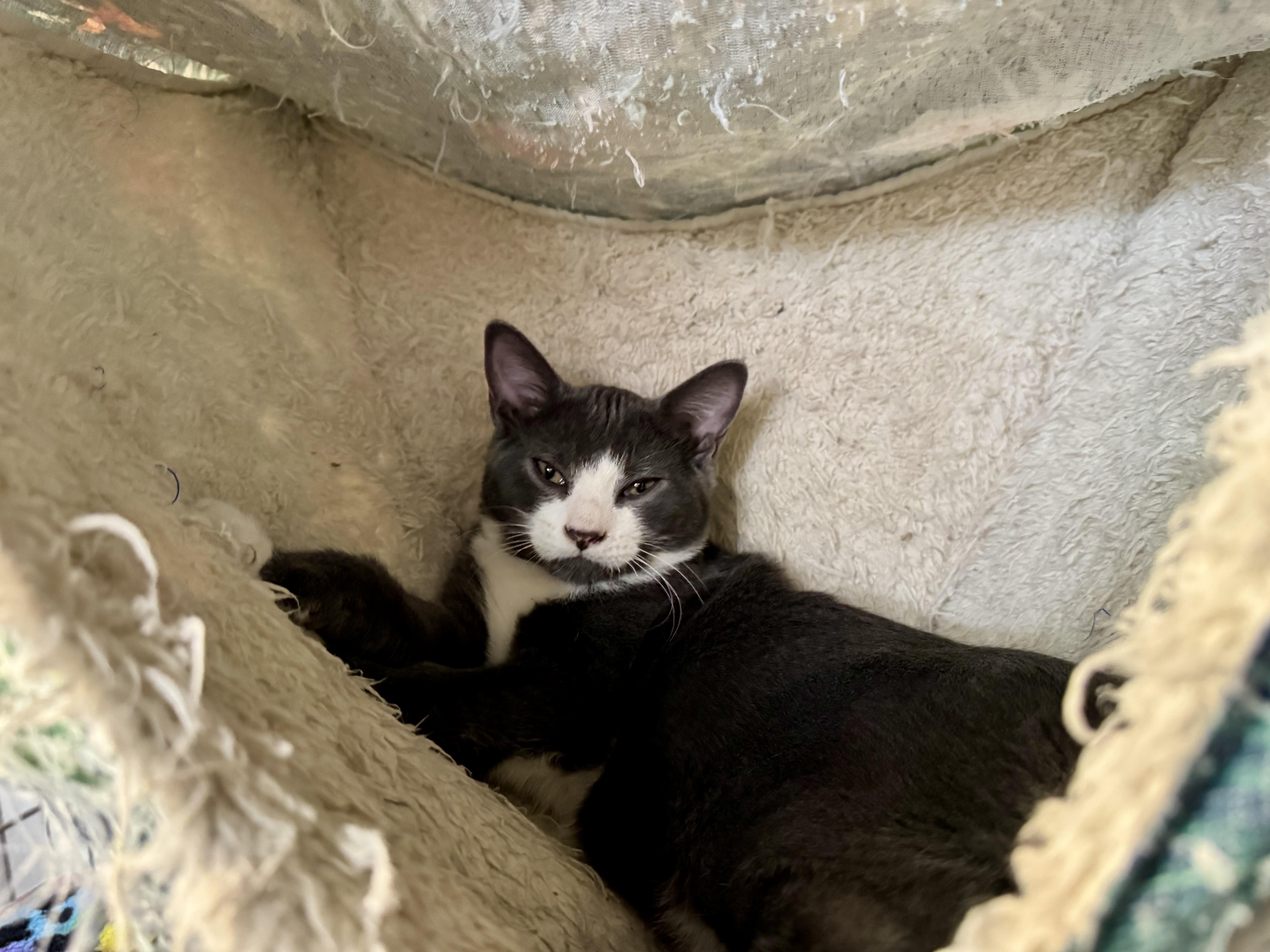 Storm, Adoptable, Kitten Male Domestic Short Hair.