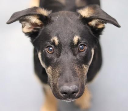 Enlarge Moose, a Adoptable Mixed Breed in Walla Walla, WA image 1/2