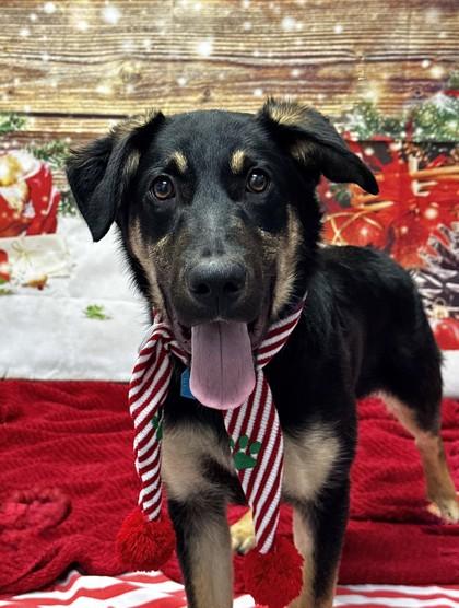 Enlarge Moose, a Adoptable Mixed Breed in Walla Walla, WA image 2/2