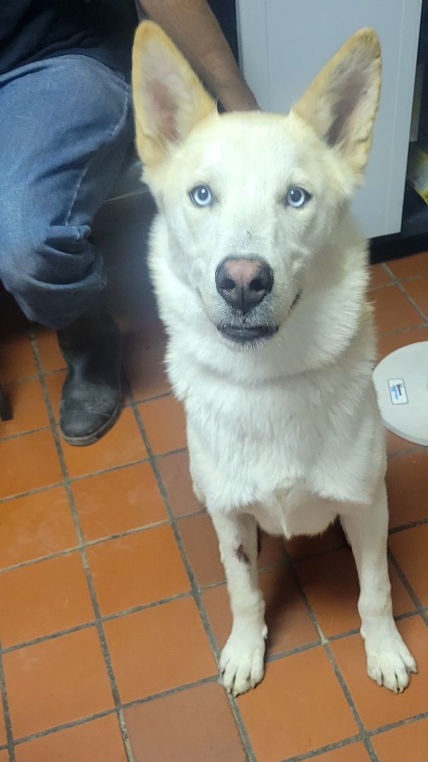 Bingo, a Adoptable mixed breed in Nogales, AZ image 1/4