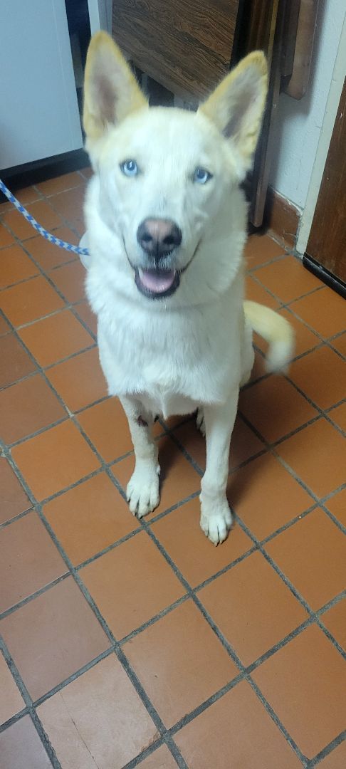 Bingo, a Adoptable mixed breed in Nogales, AZ image 2/4