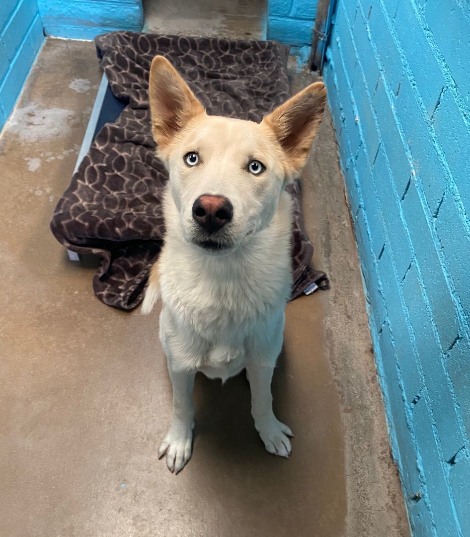 Bingo, a Adoptable mixed breed in Nogales, AZ image 3/4