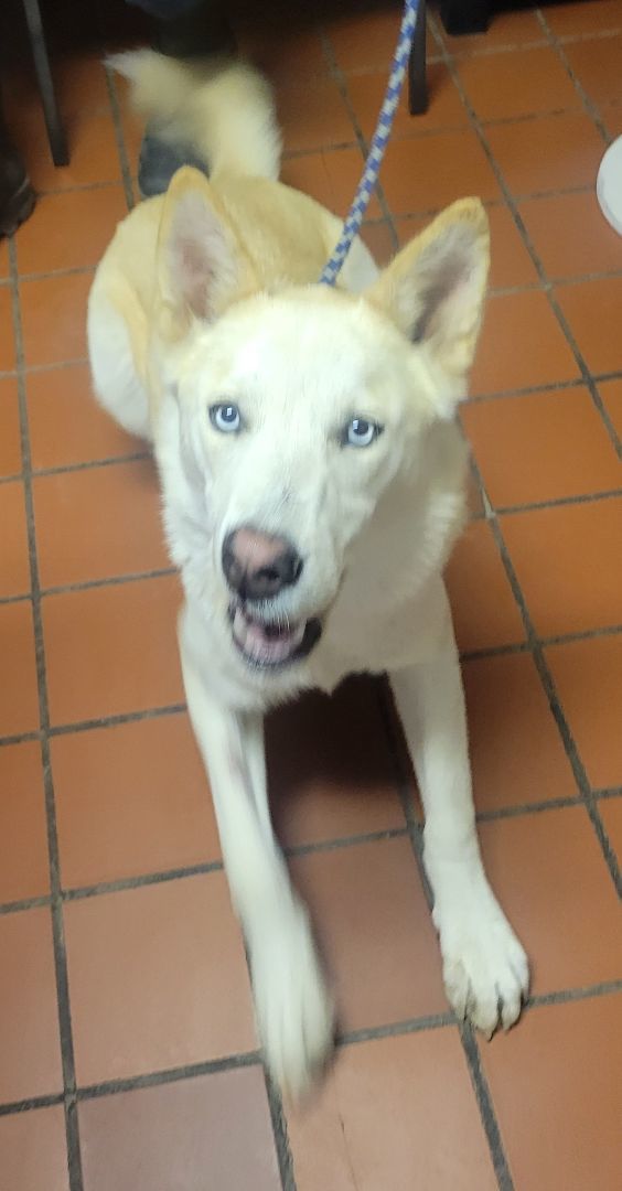 Bingo, a Adoptable mixed breed in Nogales, AZ image 4/4