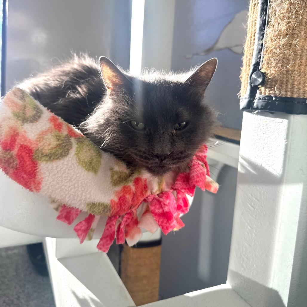 Enlarge Gracin (Gracie), a Adoptable Domestic Long Hair in Great Falls, MT image 1/6