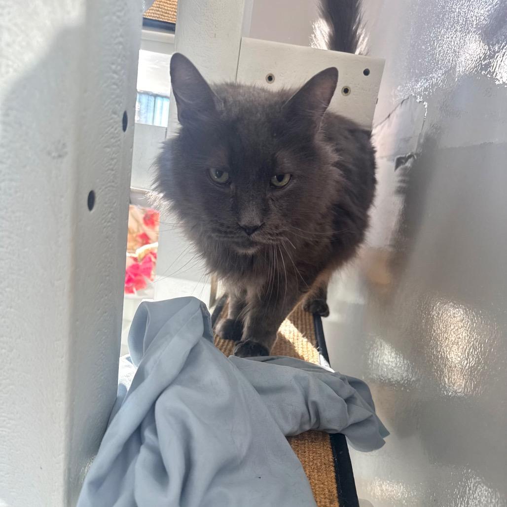 Enlarge Gracin (Gracie), a Adoptable Domestic Long Hair in Great Falls, MT image 2/6