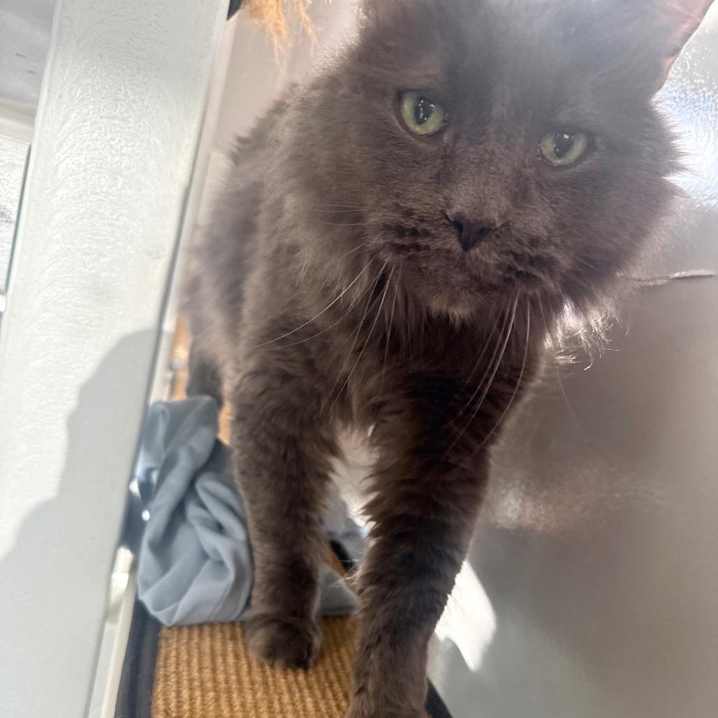 Enlarge Gracin (Gracie), a Adoptable Domestic Long Hair in Great Falls, MT image 3/6