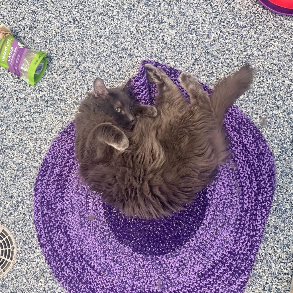 Enlarge Gracin (Gracie), a Adoptable Domestic Long Hair in Great Falls, MT image 4/6